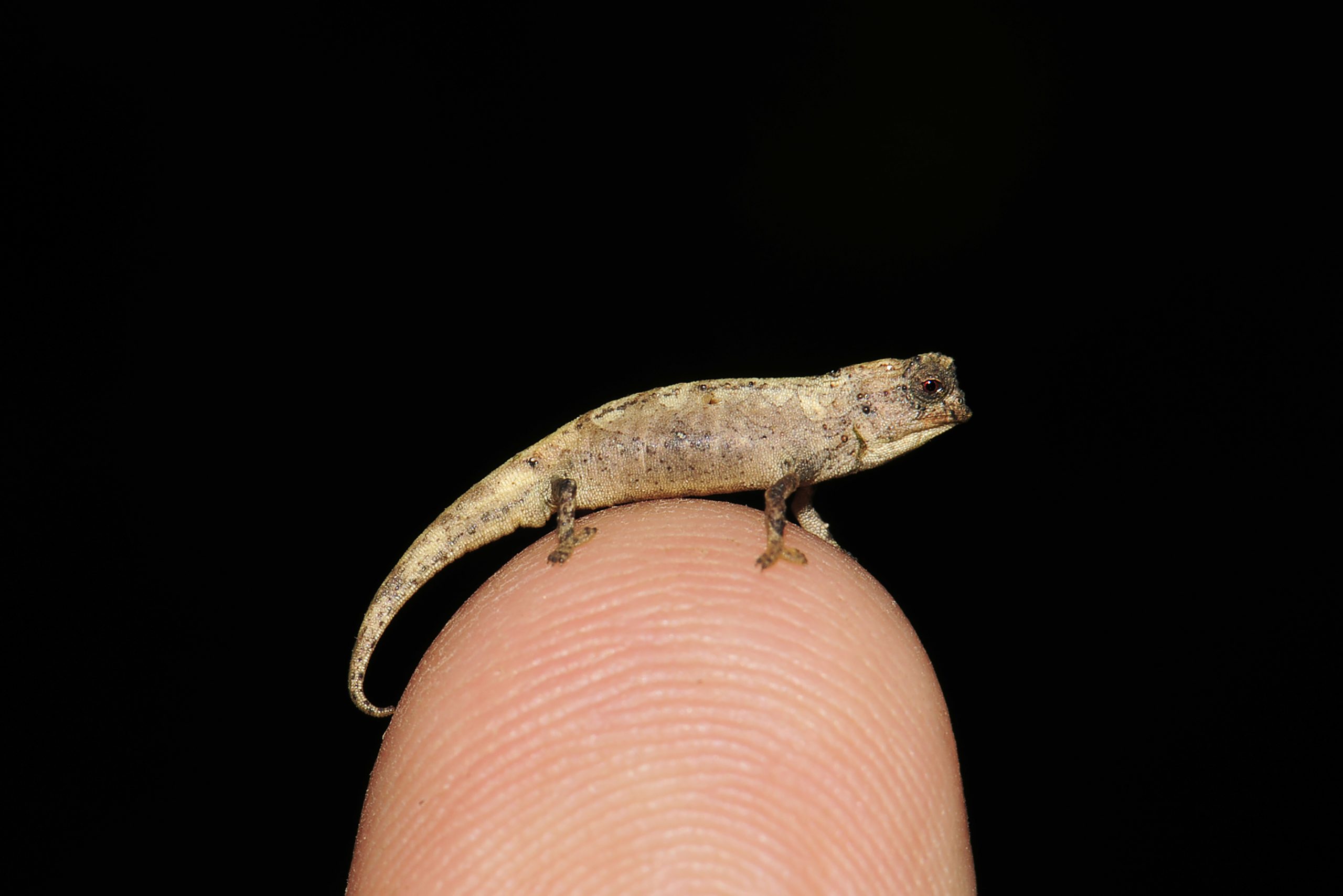 Réptil mais pequeno do mundo cabe na ponta de um dedo e vive em Madagáscar