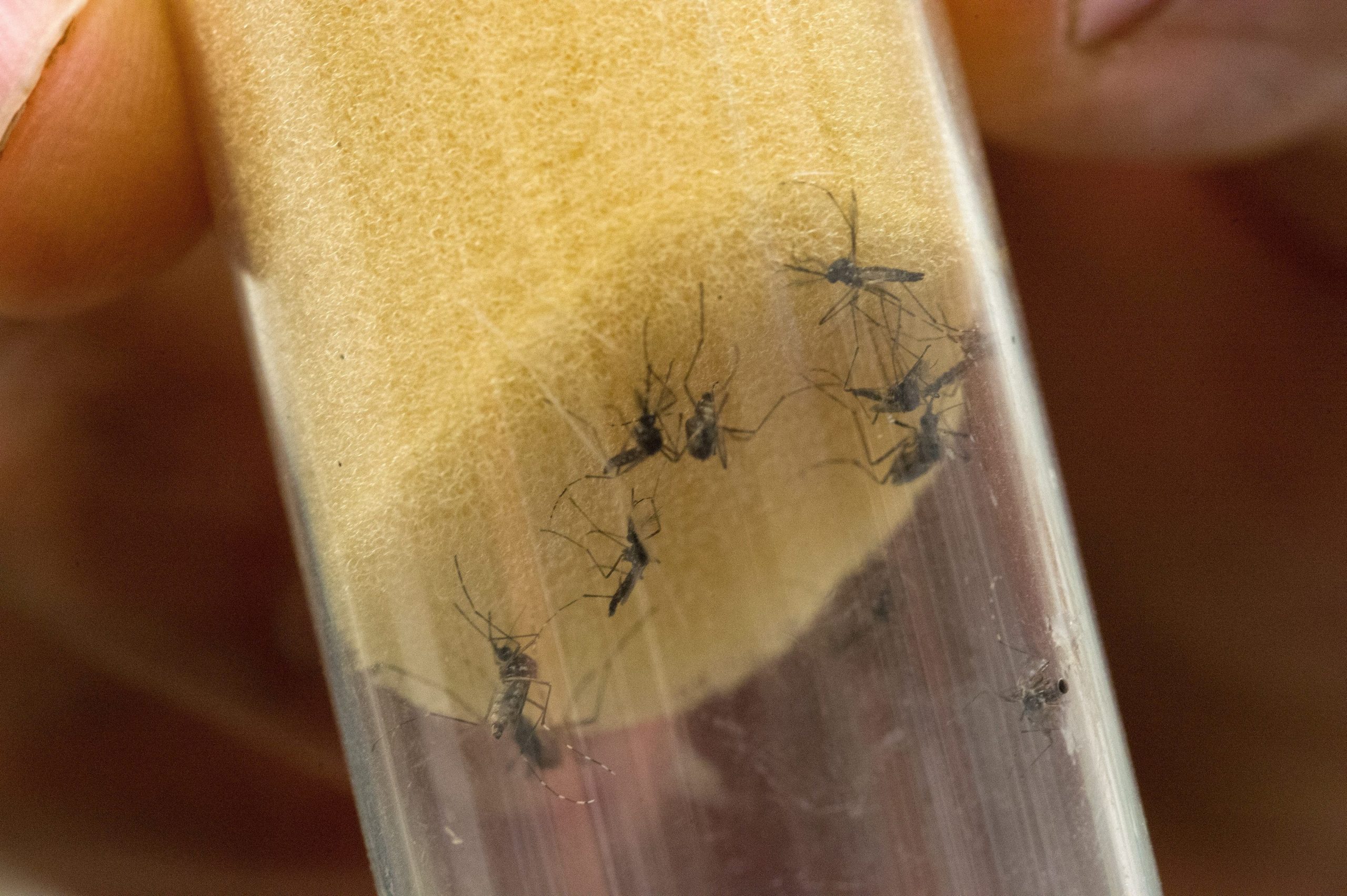 OMS considera surto de dengue no Brasil um “desafio significativo”