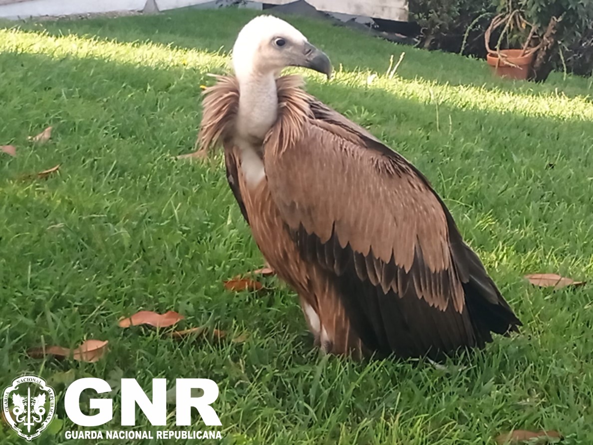 GNR resgata grifo debilitado em Pombal