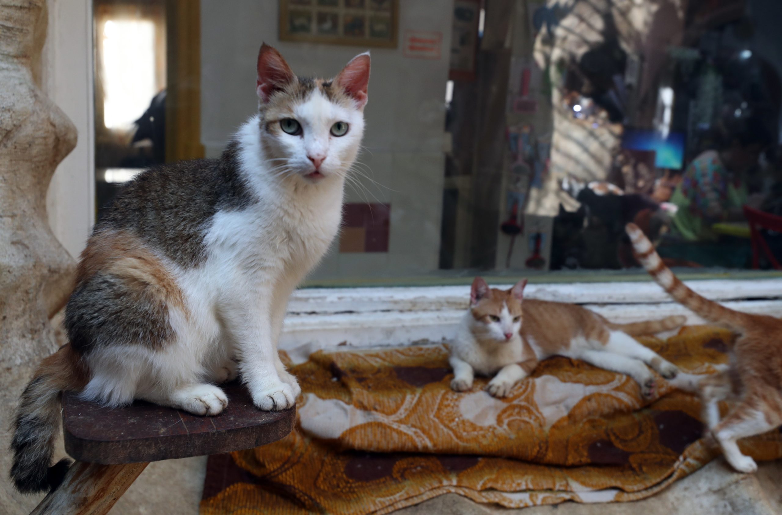 Faltas ao trabalho por morte ou assistência a animal de companhia discutidas em especialidade no Parlamento