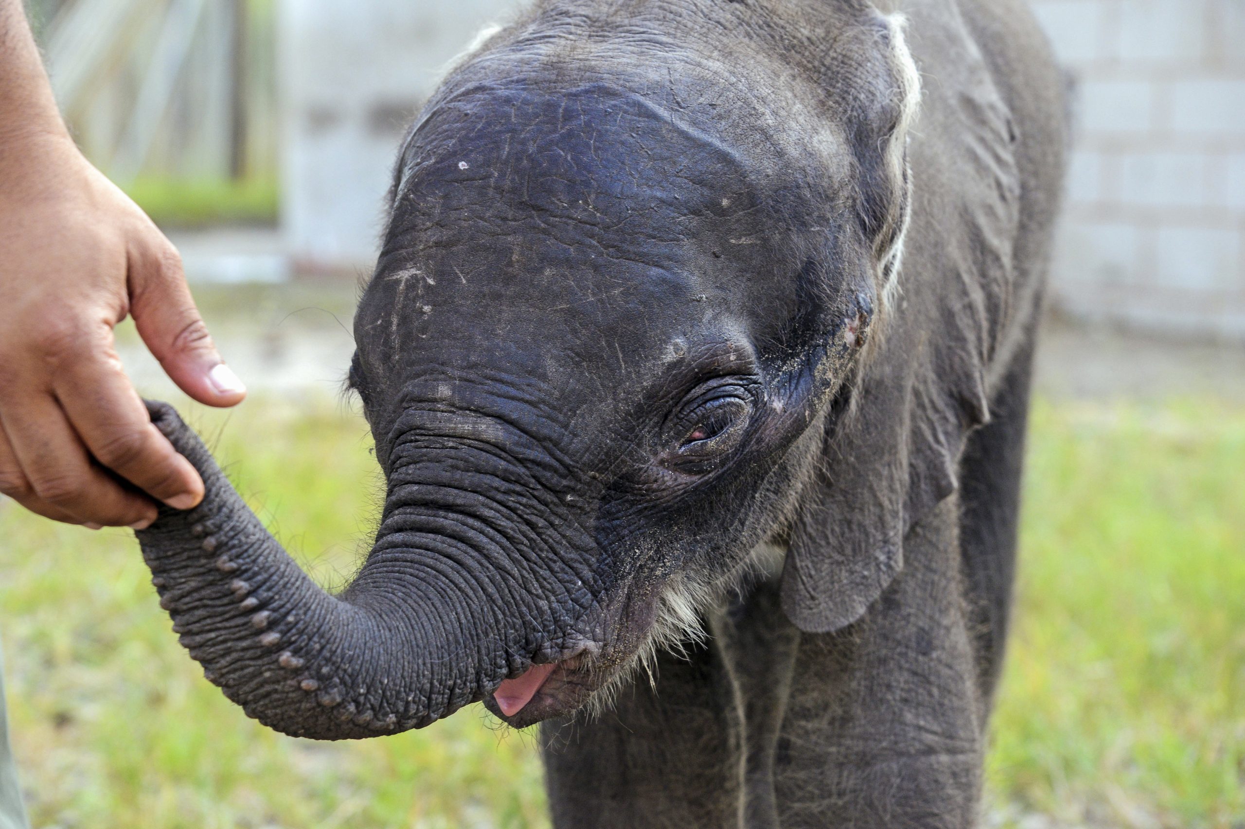 Elefante alimentada a biberão acabou por morrer na Reserva Especial de Maputo