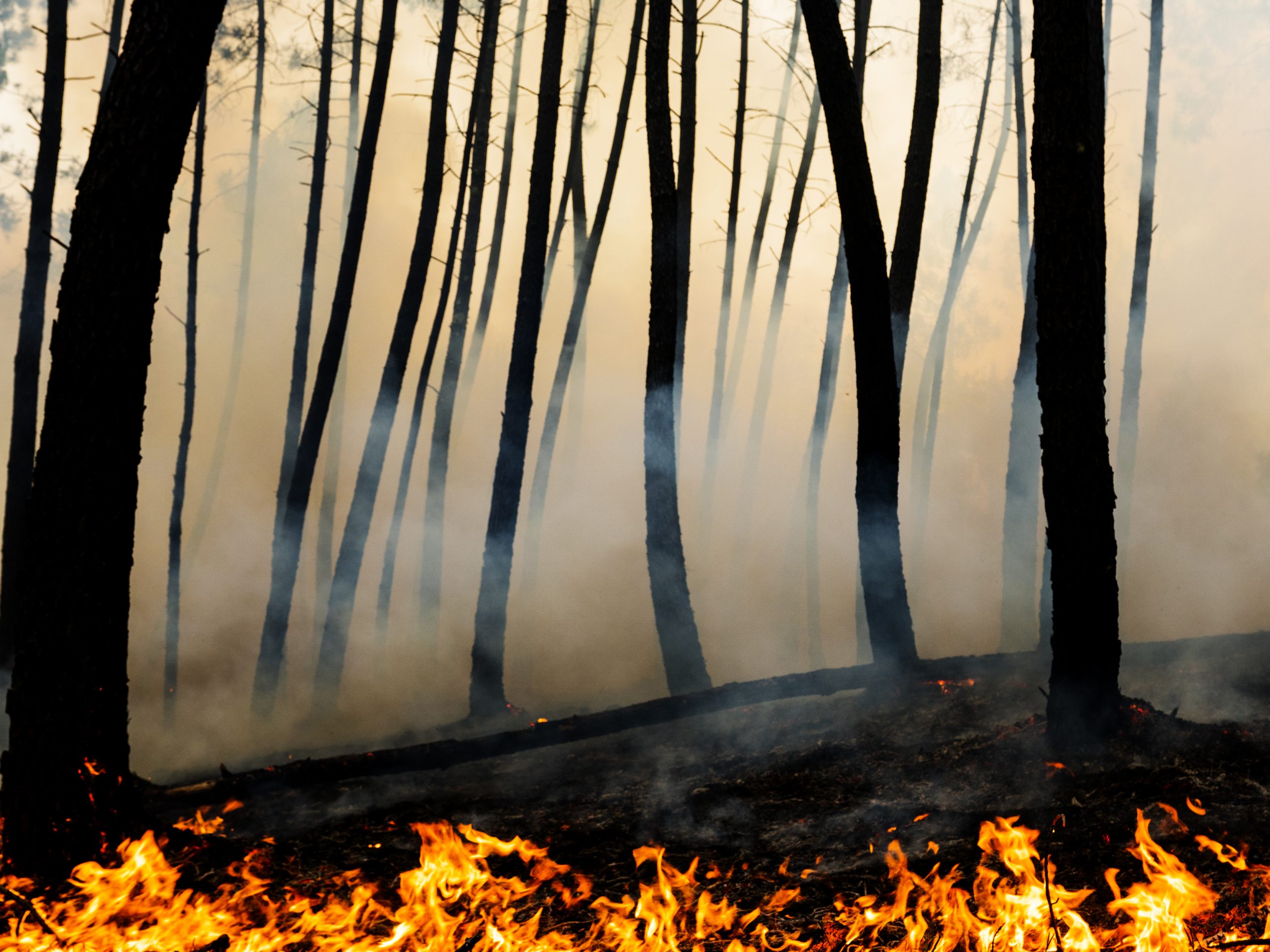 Governo apresenta candidatura ao fundo de solidariedade da União Europeia aos incêndios