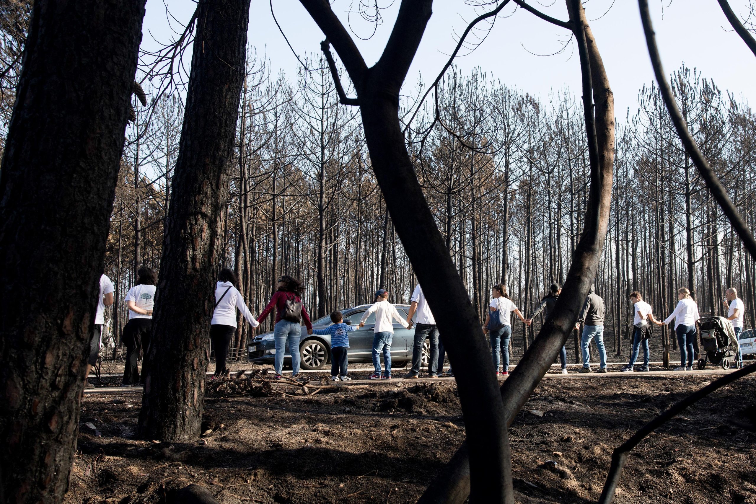 População pede intervenção urgente do Governo no Pinhal de Leiria
