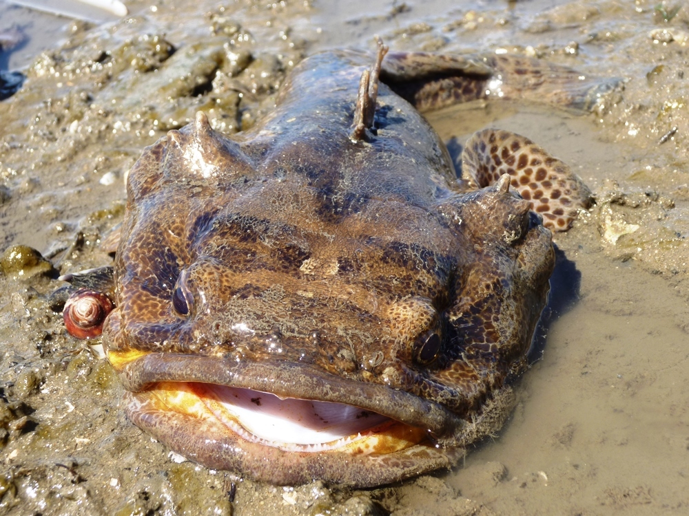 Há peixes que não se estão a conseguir reproduzir no rio Tejo e a culpa pode ser do barulho dos barcos
