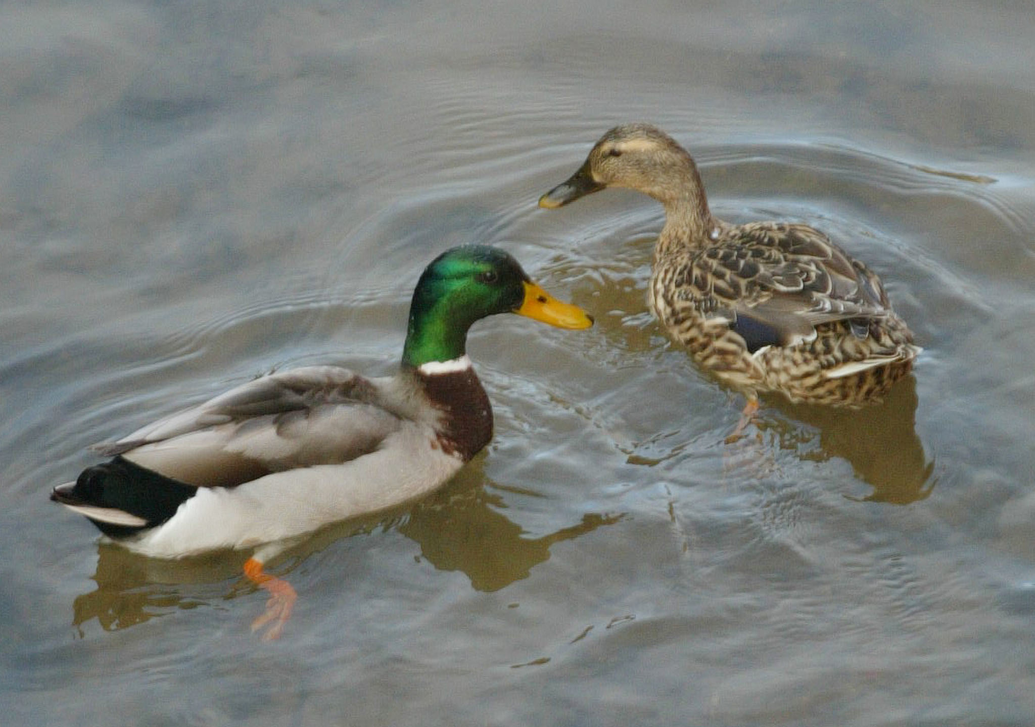 Gripe das aves detetada em Santarém numa exploração de patos