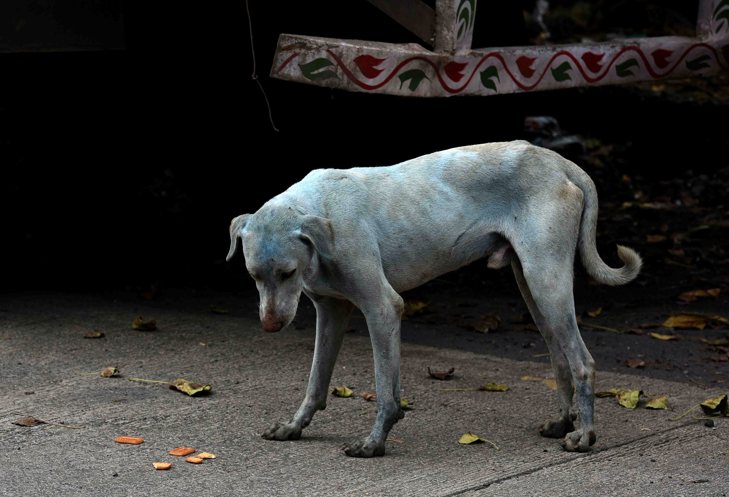 Cães azuis? Na Índia, devido à poluição