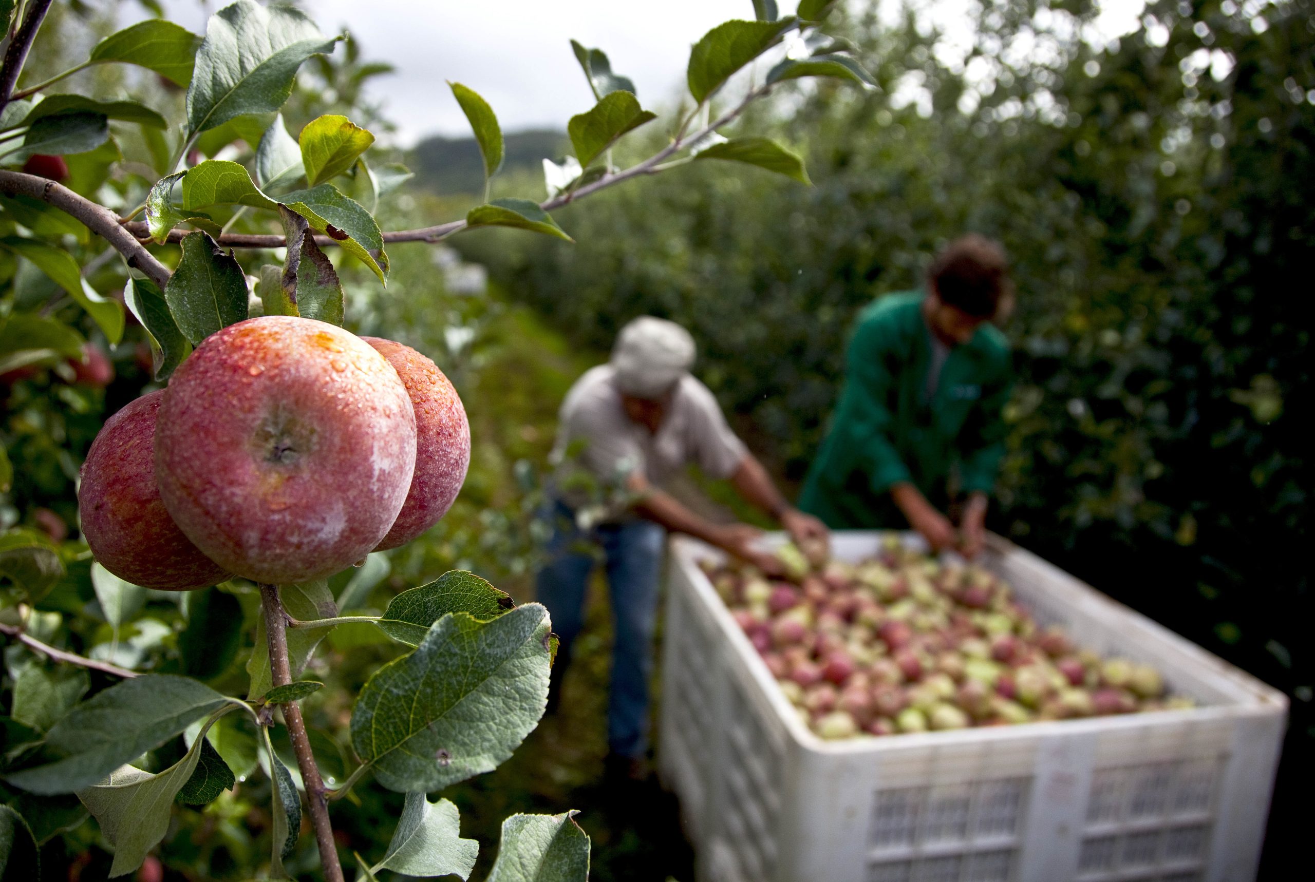 Maçã de Alcobaça com quebra de 30% devido às altas temperaturas