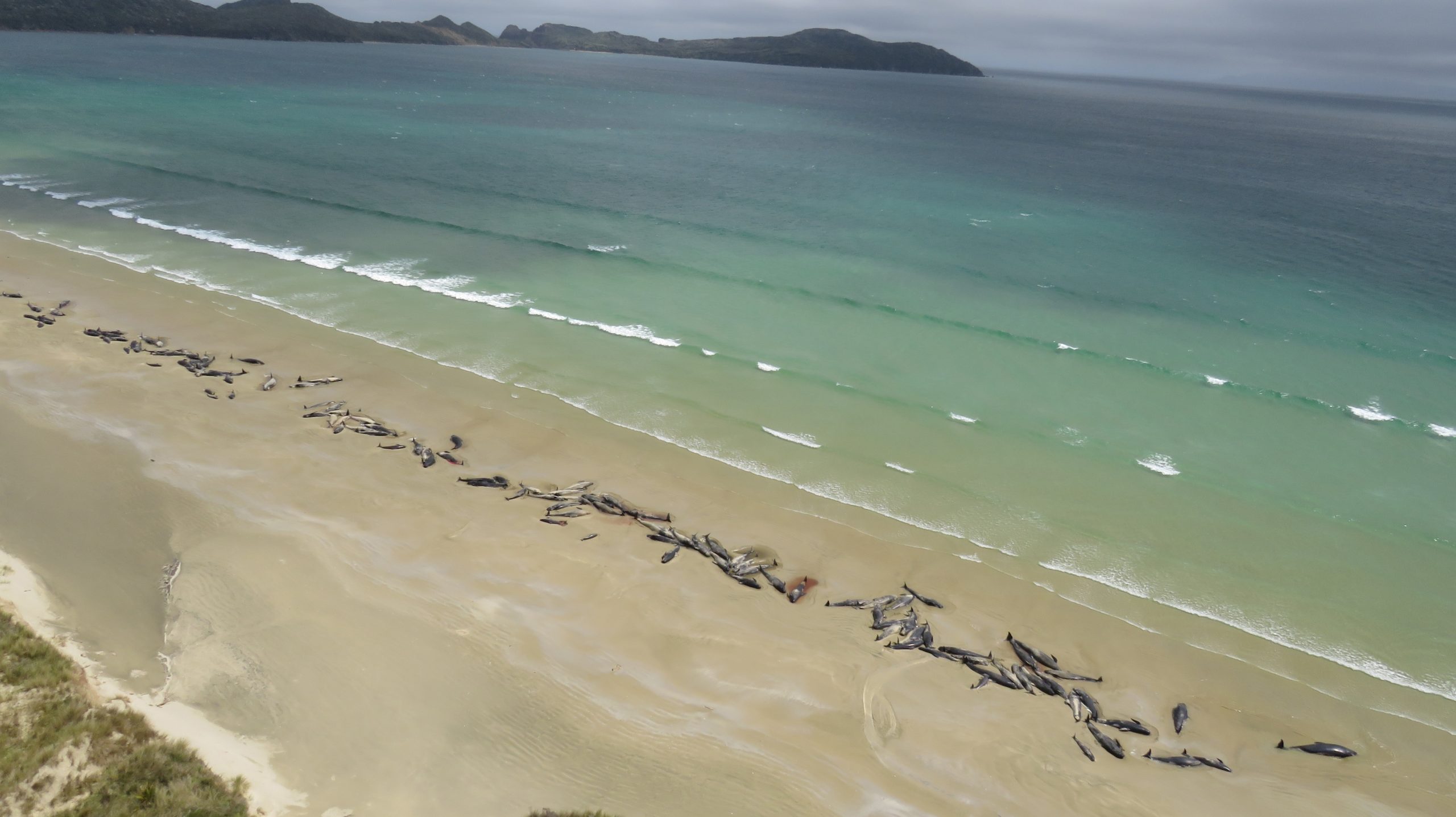 Mais de 140 baleias morreram numa praia remota da Nova Zelândia
