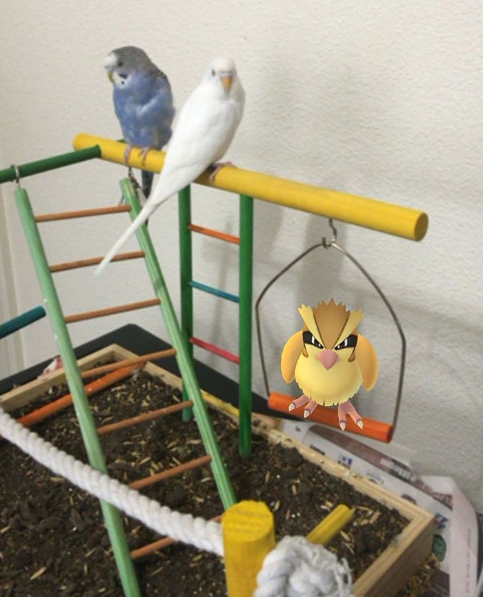 Bizarro, perigoso ou só estranho? 26 casos da saga Pokémon Go