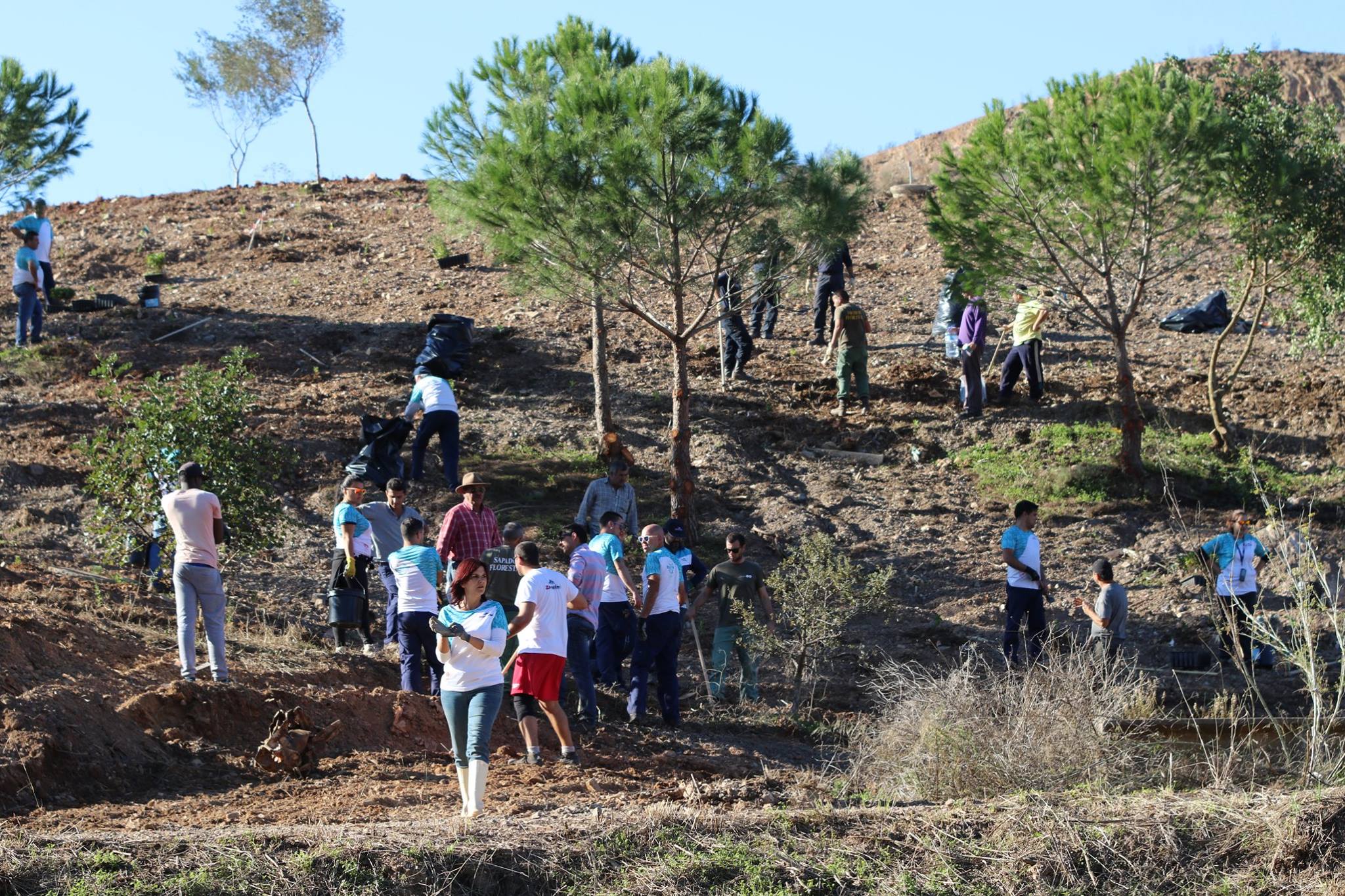 Zoomarine vai plantar 10.000 árvores com ajuda de cerca de 400 voluntários