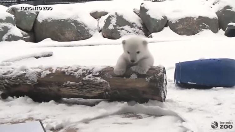 Urso polar brinca com a neve pela primeira vez