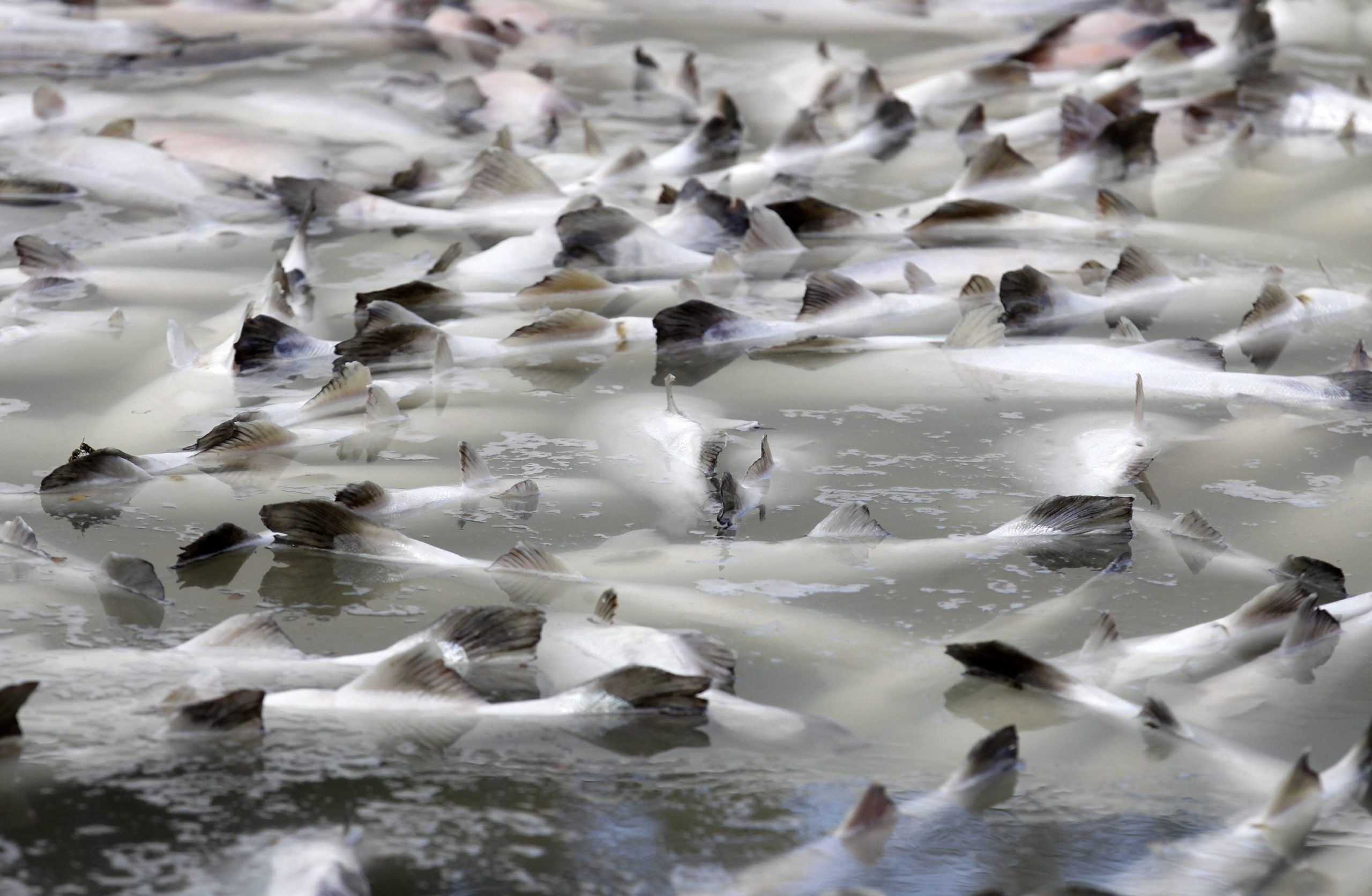 Alga tóxica dizima milhões de salmões na Noruega