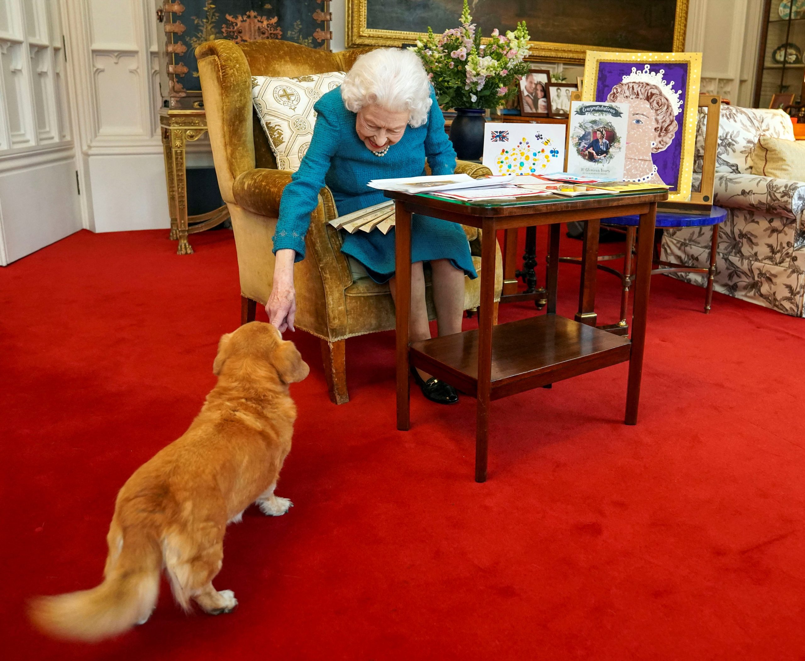 Quem quer comprar um corgi? Preço da raça de cães preferida de Isabel II bate recordes