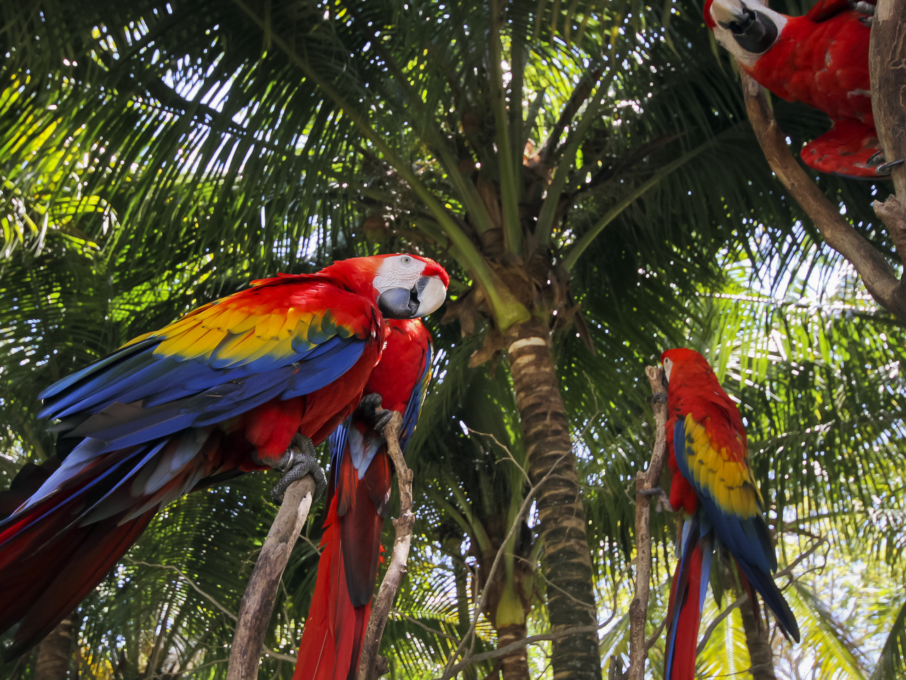 Cientistas resolvem mistério da cor vermelha das aves