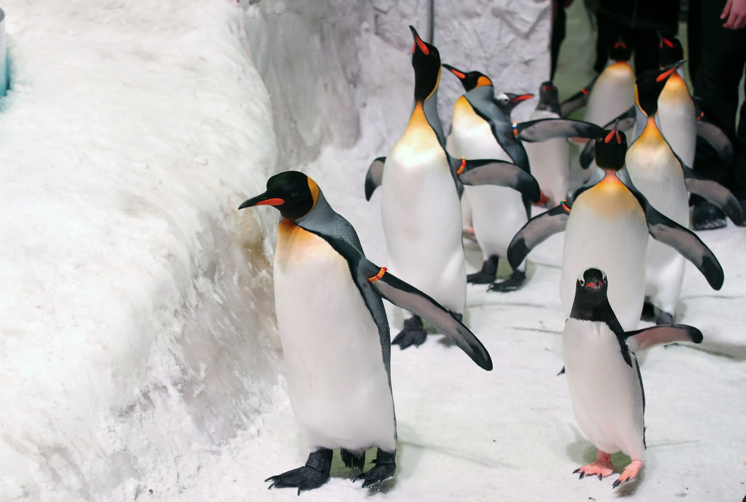 Ilhas Heard e McDonald. Só são habitadas por pinguins, mas Donald Trump também lhes aplicou tarifas