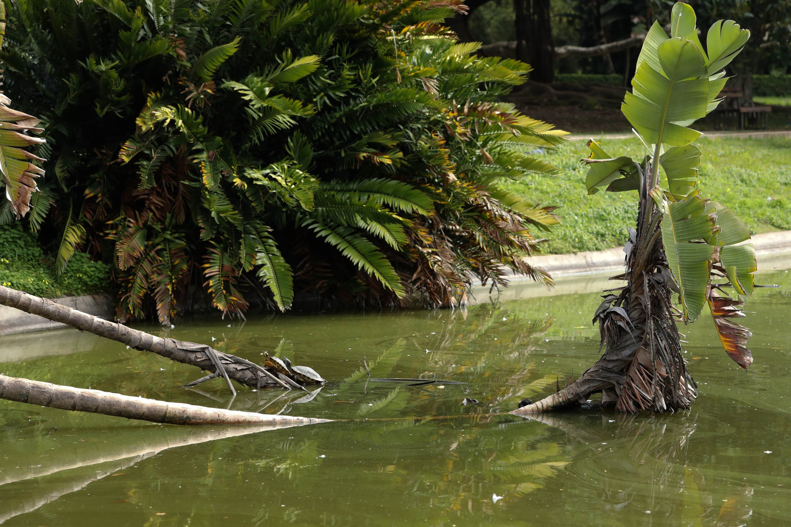 Jardim Botânico Tropical: do apogeu da Exposição do Mundo Português ao abandono atual