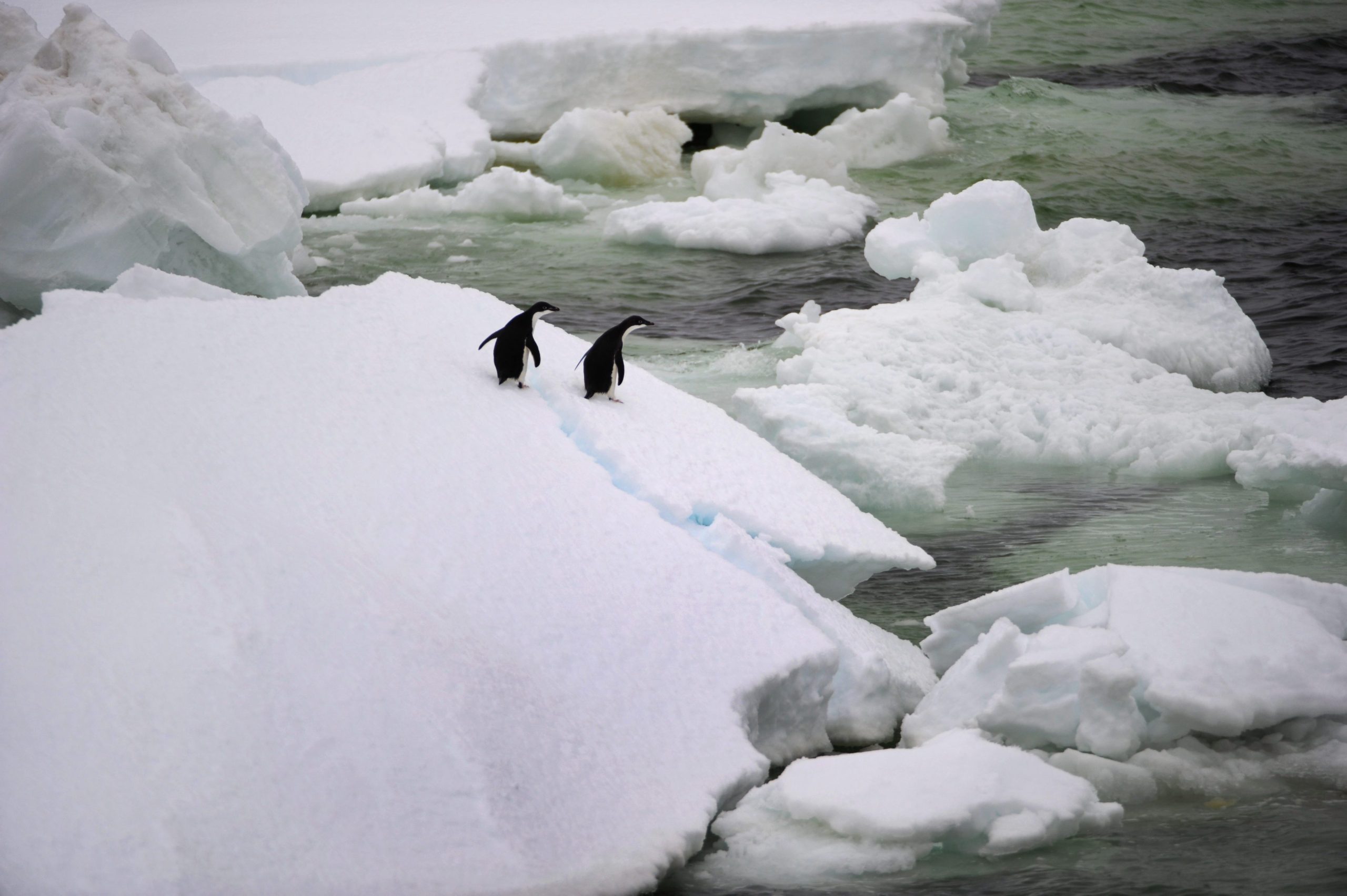 Microplásticos detetados pela primeira vez em pinguins da Antártida