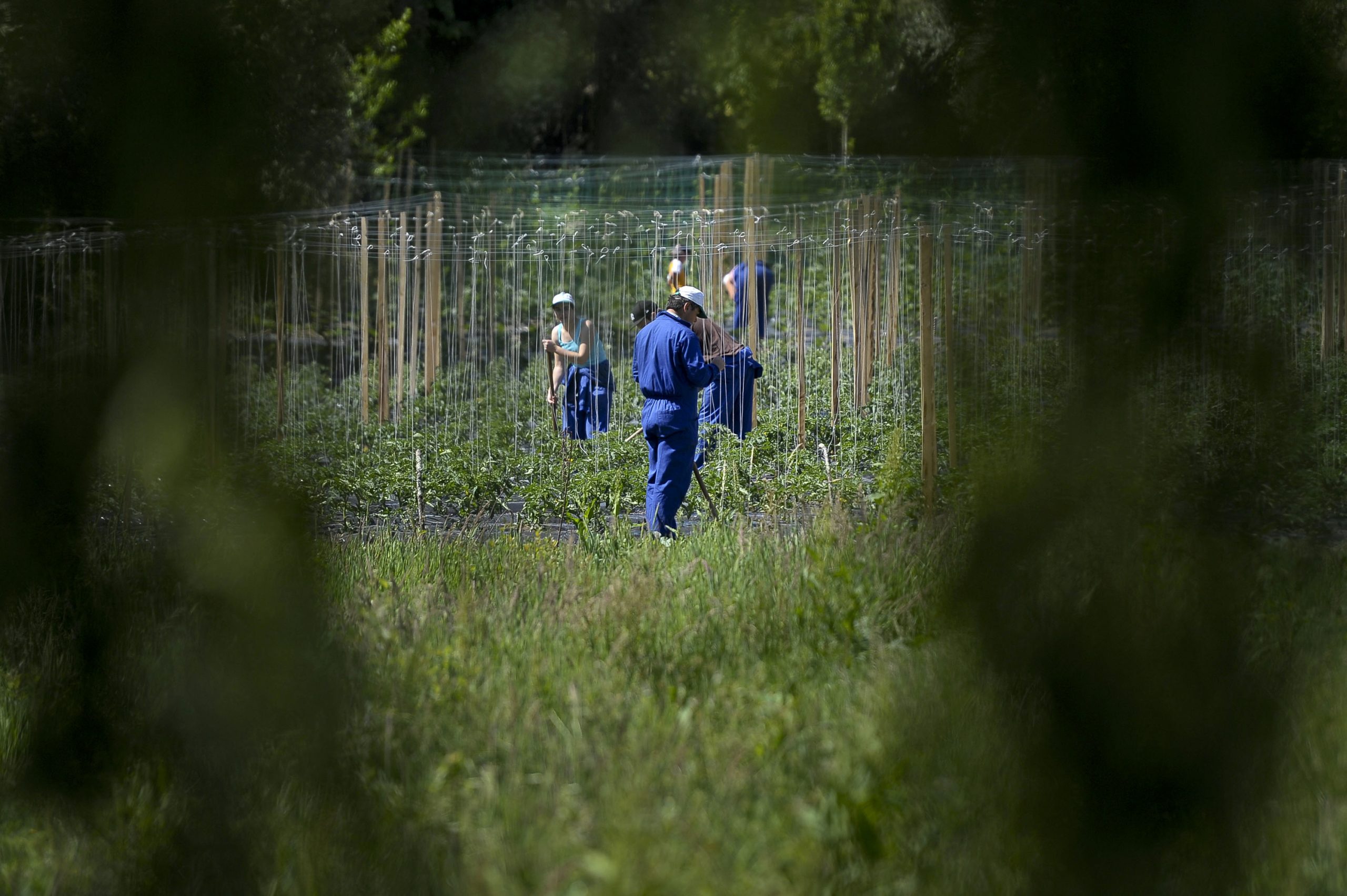 Covid-19: Surto em explorações hortofrutícolas de Torres Vedras passa de 23 para 32 infetados