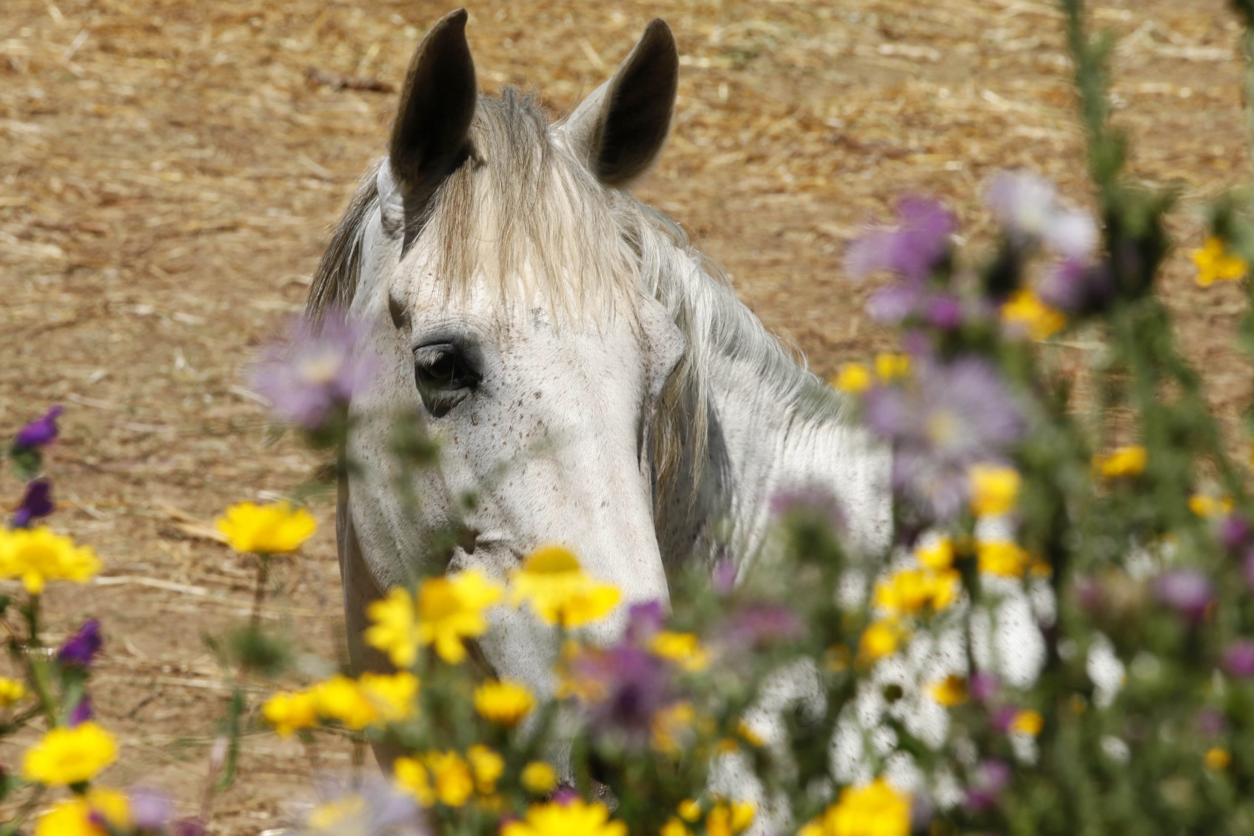 Criadores portugueses de cavalos já podem exportar para a Arábia Saudita