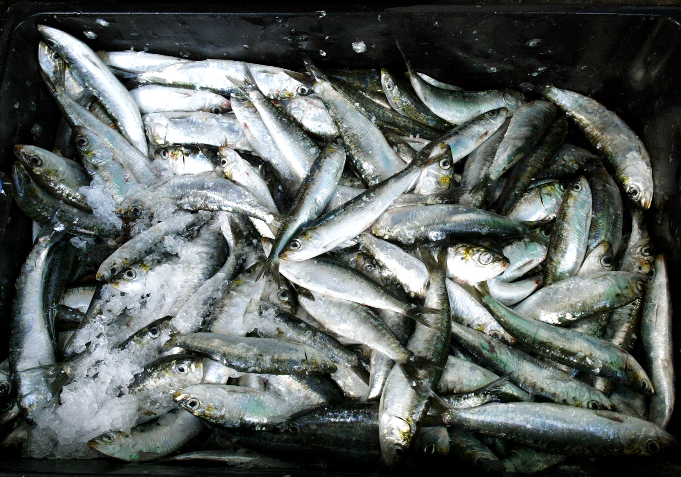 Ministra do Mar alerta para risco de sardinha ficar sujeita a quota comunitária