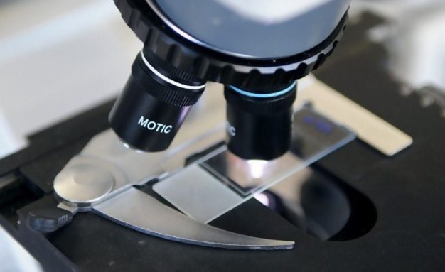 Investigadores descobrem nova família de microalgas de água doce
